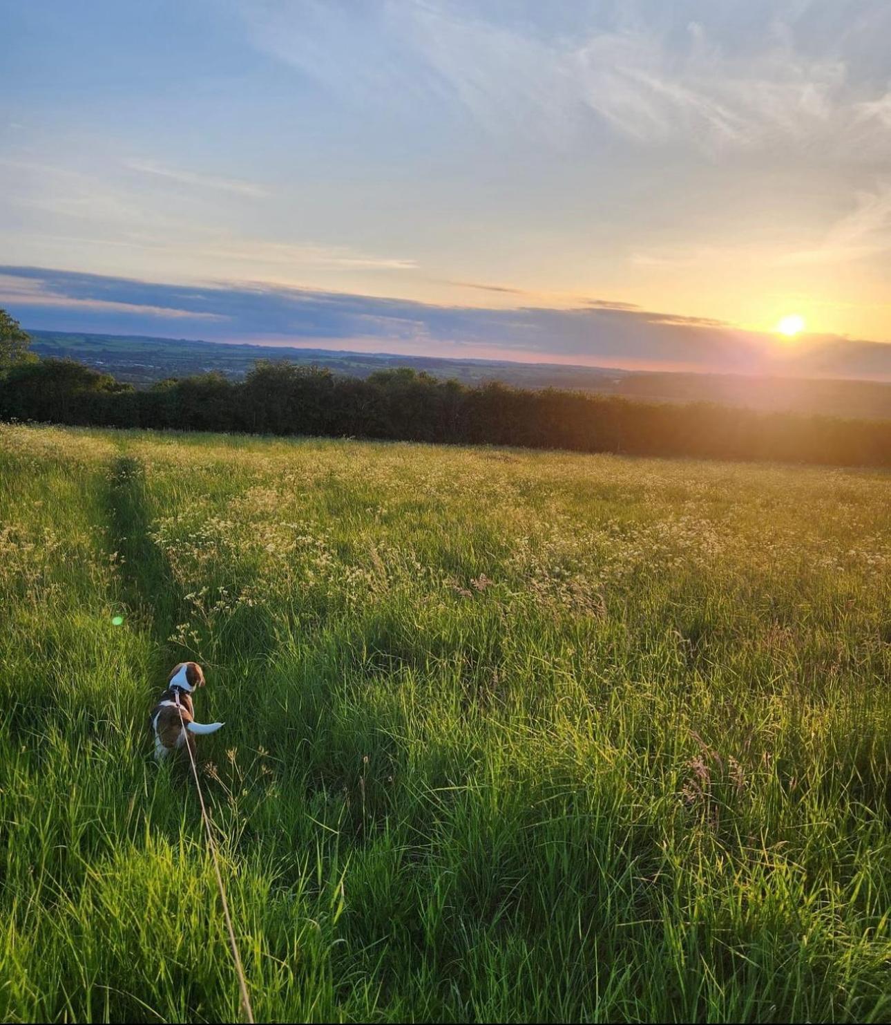Eagle Cottage - Charming Cotswolds Getaway, Dog Friendly ウィック・リシントン エクステリア 写真